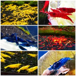 MIX OF 10 SHRIMPS ( 4 x red, 3 x blue, 3x yellow) PLUS 2 EXTRA
